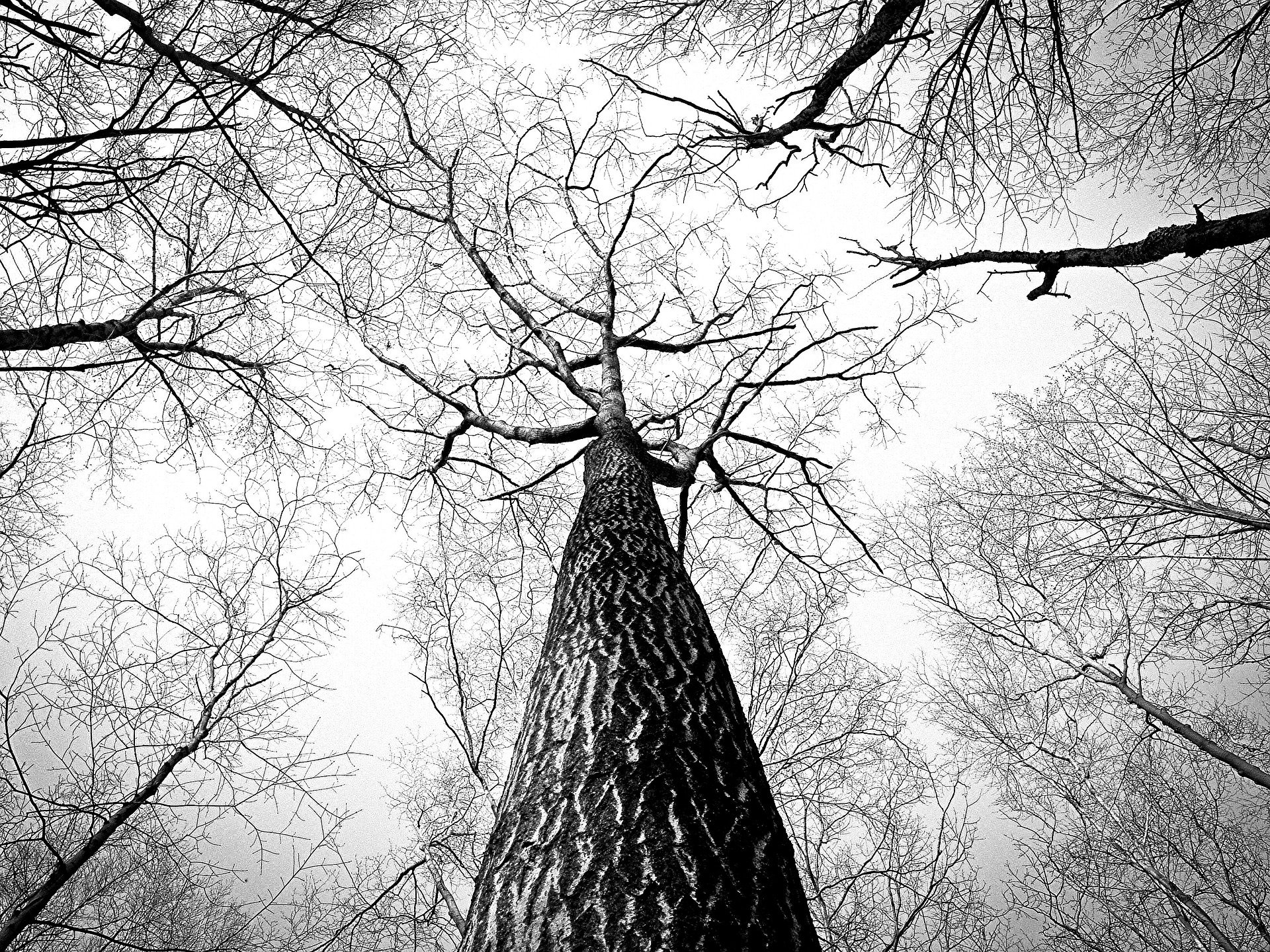 forest-g0fe4f142e_1920
